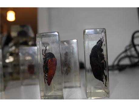 cam içinde ilginç böcek koleksiyonu