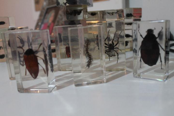 cam içinde ilginç böcek koleksiyonu