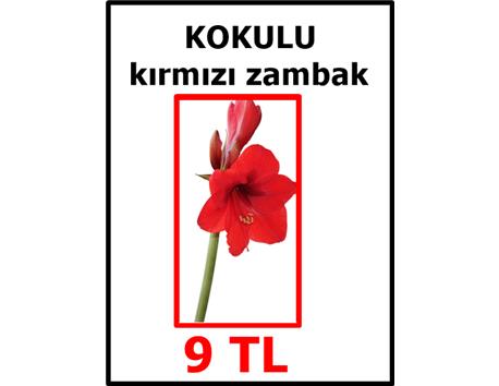 KOKULU KIRMIZI ZAMBAK-Antalya(hediyelidir)