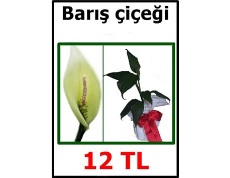 barış çiçeği(HEDİYELİDİR)