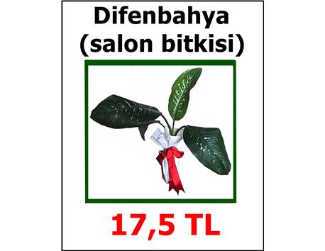 salon bitkisi (hediyelidir)