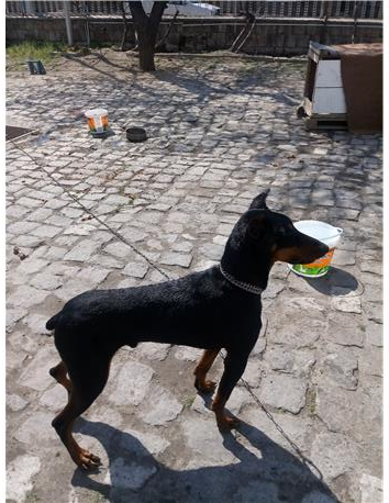 2 yaşında erkek doberman