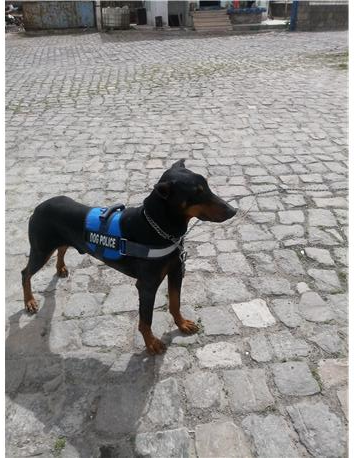 2 yaşında erkek doberman