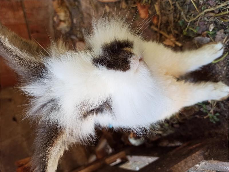 Hollonda lop erkek tavşanı dişiyle takas 