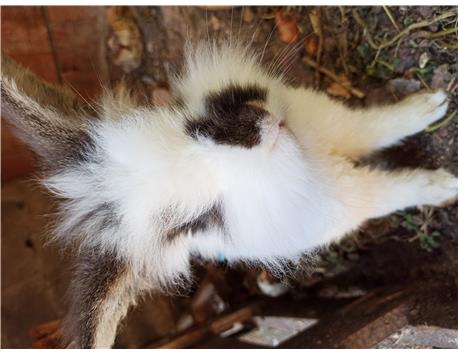 Hollonda lop erkek tavşanı dişiyle takas 